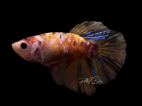 Candy HM Female Betta | F1688