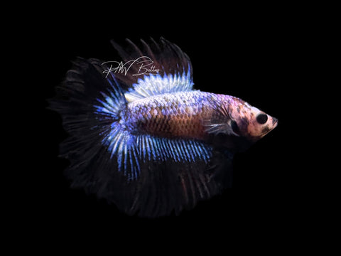 RARE Marble DTCT Male Betta | M2663