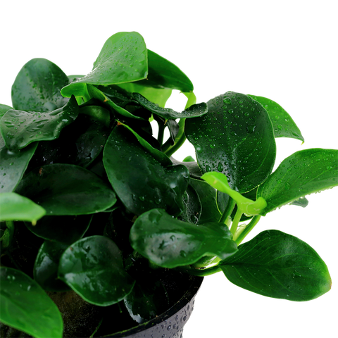 Anubias barteri 'Petite'