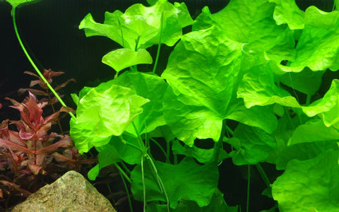 Nymphoides hydrophylla 'Taiwan'