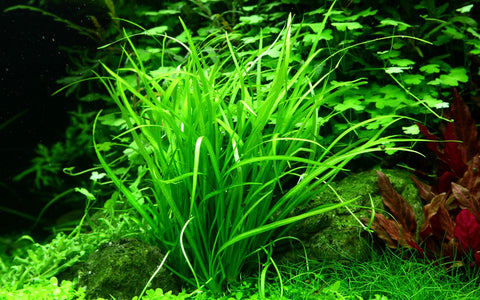 Helanthium tenellum 'Green' | Tissue Culture