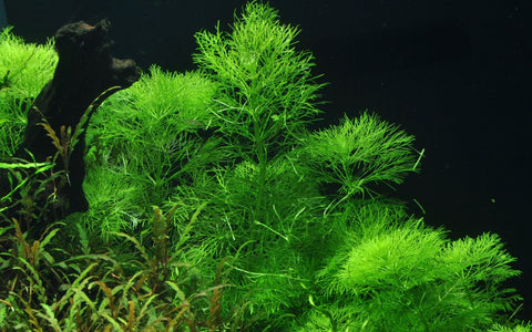 Limnophila aquatica