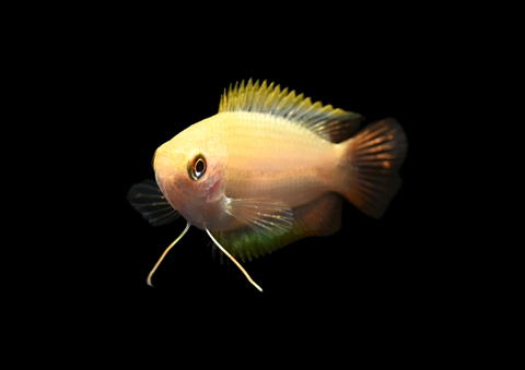 Honey Gourami | Trichogaster chuna