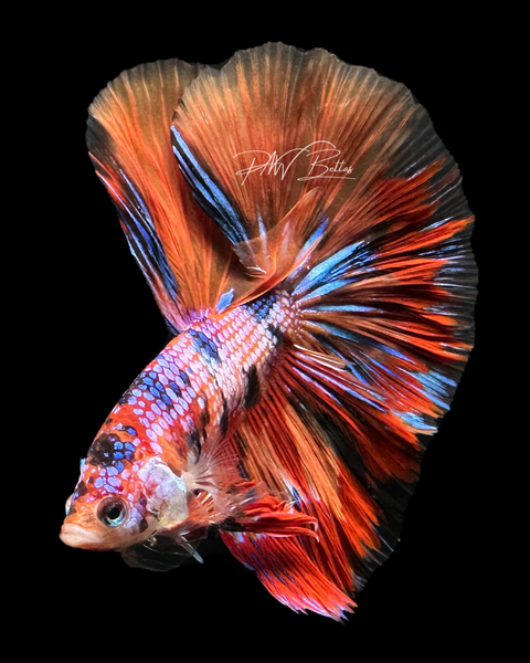 Rainbow Betta Photo Print