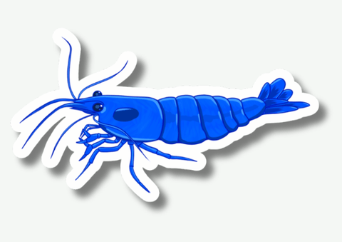 Blue Shrimp Sticker