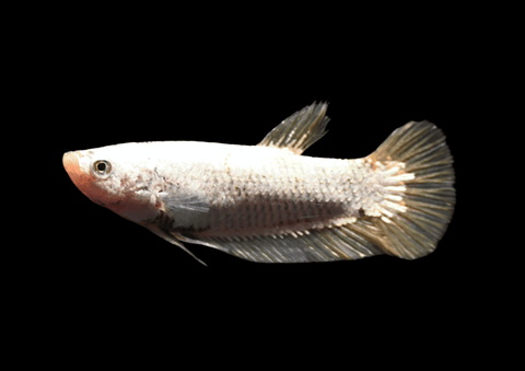 Yellow Dragon HMPK Female Betta | 5300