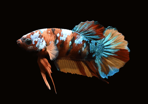 Koi Galaxy HMPK Male Betta | 5301