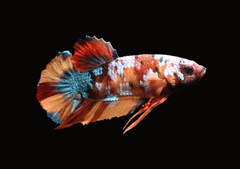 Koi Galaxy HMPK Male Betta | 5301