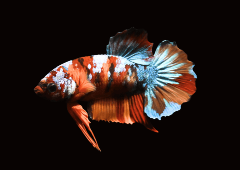 Koi Galaxy HMPK Male Betta | 5301