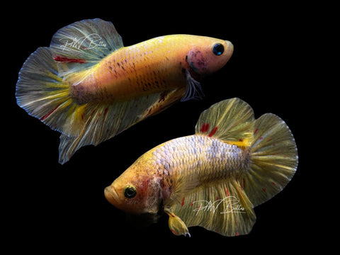 Mustard Vanda HMPK Male Betta