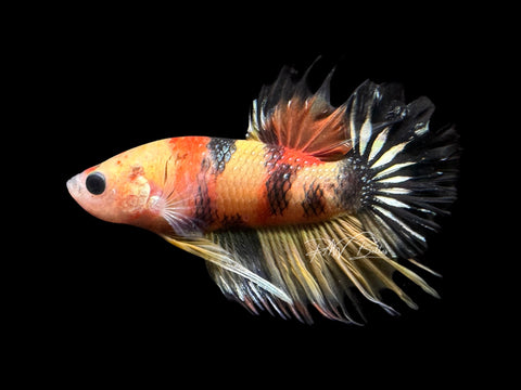 Copper Marble Crowntail Plakat Male Betta | M1775