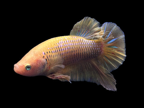 Mustard Vanda HMPK Male Betta | M2655