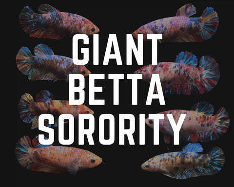 Giant Betta Sorority Mystery Box