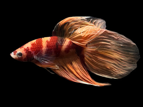 Nemo Veiltail Male Betta | M2566