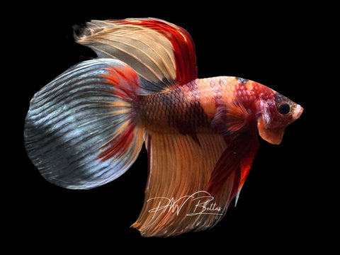Nemo Veiltail Male Betta | M2557