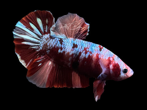 Copper Nemo HMPK Male Betta | M2650