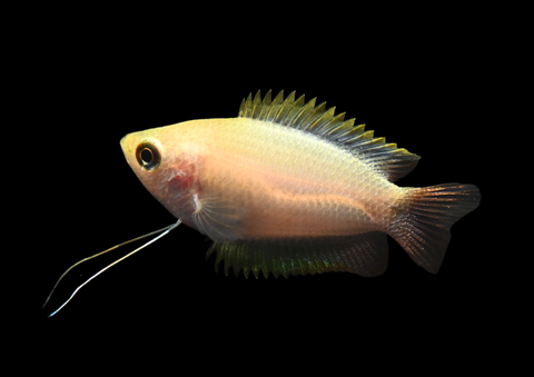 Honey Gourami | Trichogaster chuna