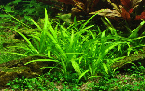 Sagittaria subulata | Tissue Culture