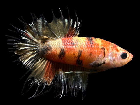 Candy Copper Crowntail Plakat Male Betta | M1713