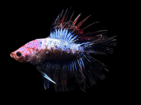 RARE Marble DTCT Male Betta | M2657