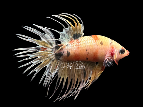 Marble Crowntail Male Betta | M1553
