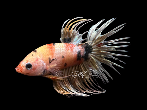 Marble Crowntail Male Betta | M1553