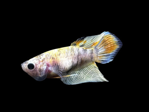 Yellow Koi Veiltail Female Betta | F2808