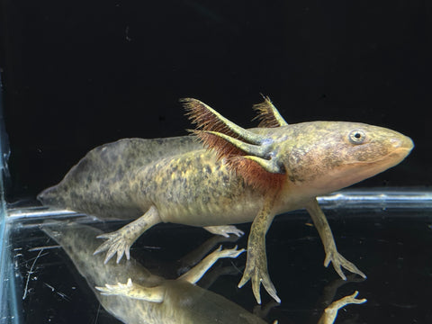 Juvenile Starburst Axolotl | A0041