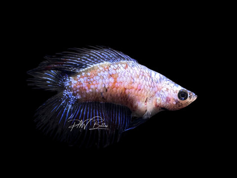 RARE Marble DTCT Female Betta | F1694