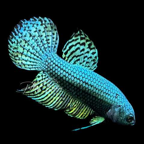 Green Alien Betta | Wild Bettas