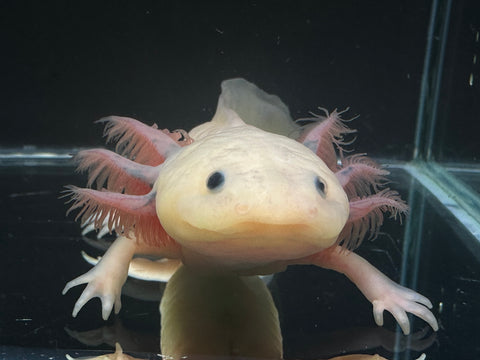 Sub Adult Blue Gill Leucistic (Lucy) Axolotl | A0045