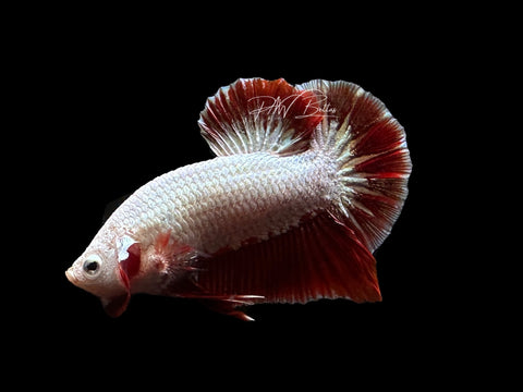 Red Dragon HMPK Male Betta | M2658