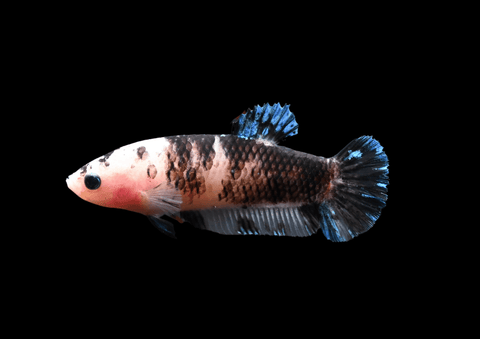 Koi HMPK Female Betta | 5289