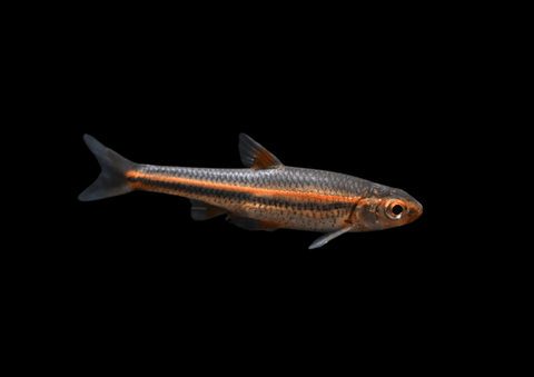 Rainbow Shiner