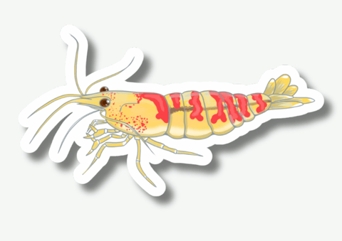 Golden Calceo Shrimp Sticker