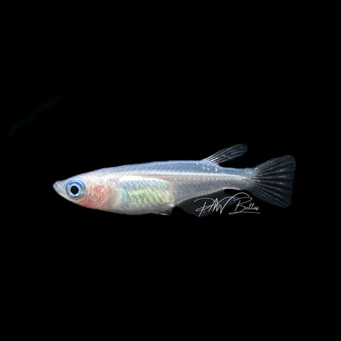 Medaka Ricefish ‘Galaxy’ | Oryzias latipes