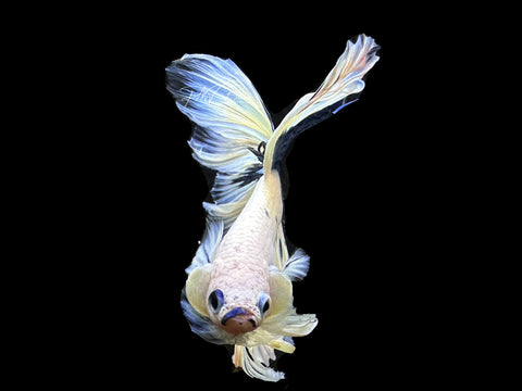 Blue Marble HM Male Betta | M2610
