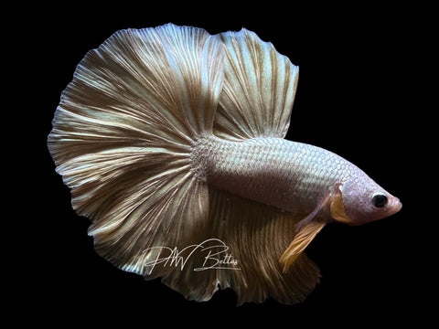 Yellow Dragon Halfmoon Male Betta | M2571