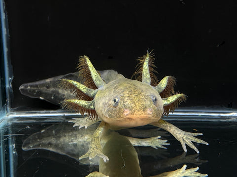 Juvenile Starburst Axolotl | A0041