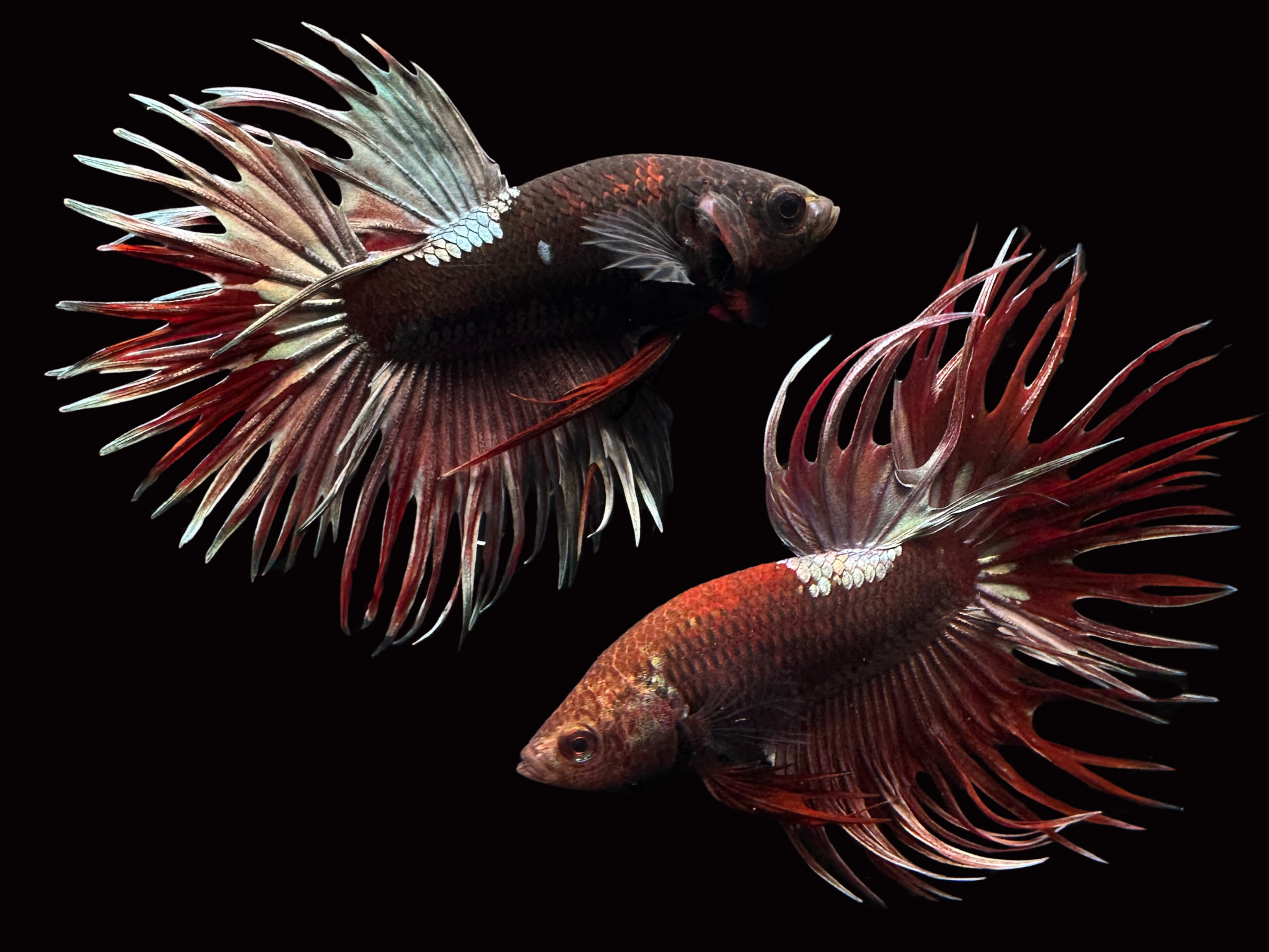 Red/Black Copper Crowntail Male Betta – PNW Bettas - Main Image