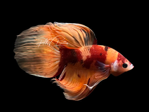 Nemo Veiltail Male Betta | M2566