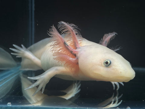 Juvenile Blue Gill Leucistic (Lucy) Axolotl | A0044