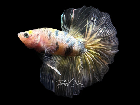 Yellow Copper HM Male Betta | LM11