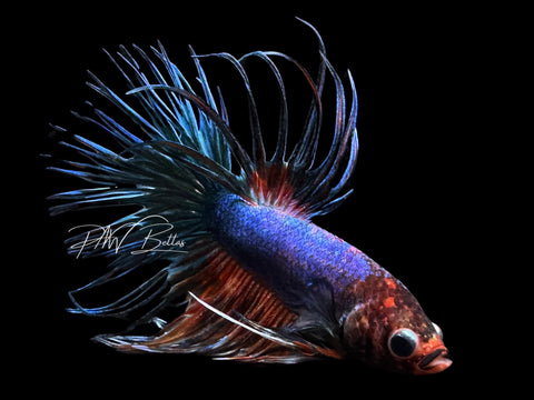 Marble Crowntail Male Betta | M2522