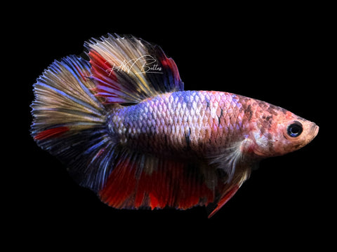 Marble HM Female Betta | F1689