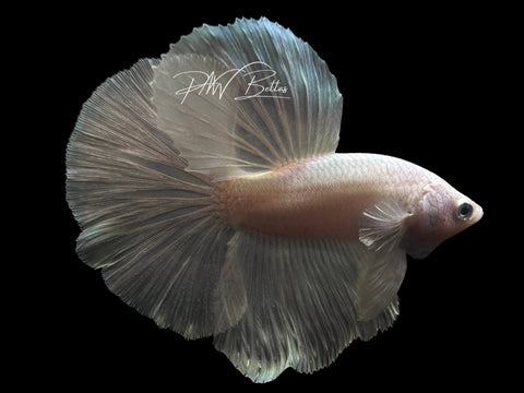 Plaitnum Halfmoon Male Betta | M2560