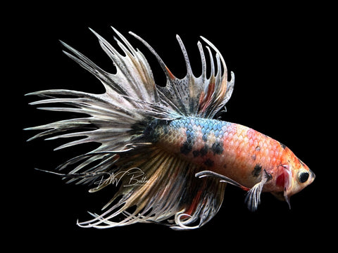 Marble Copper CT Male Betta | M2654