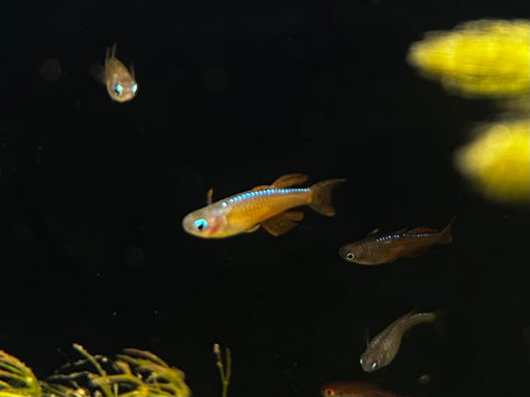 Red Neon Blue Eye Rainbowfish | Pseudomugil luminatus
