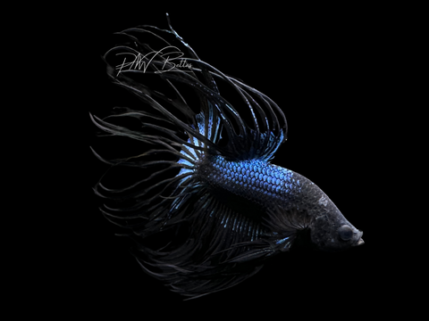 Black Orchid Crowntail Male Betta | M1692
