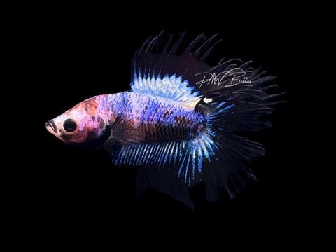RARE Marble DTCT Male Betta | M2663